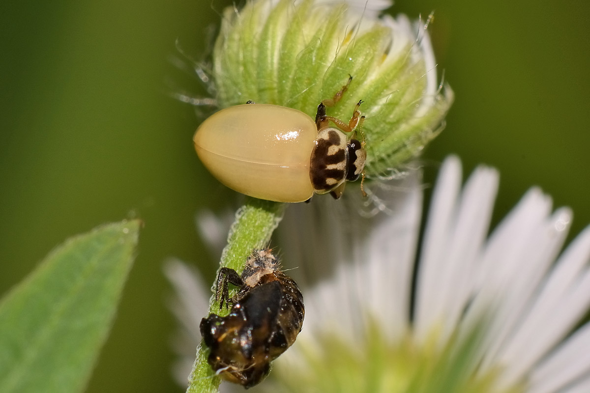 Metamorfosi di Hippodamia variegata, Coccinellidae